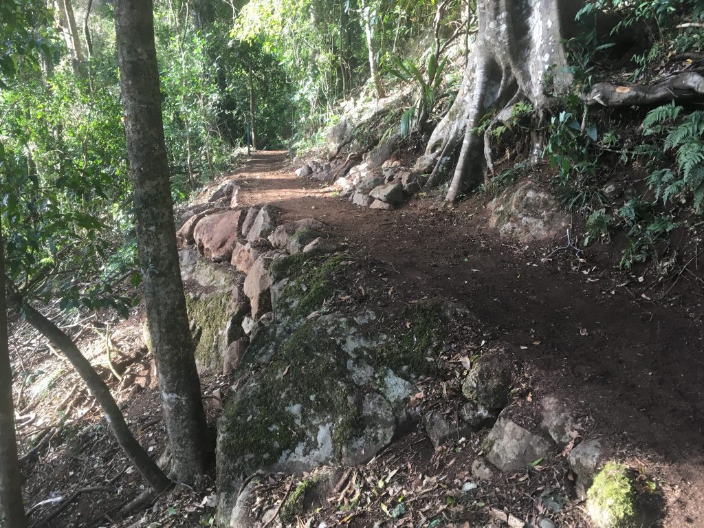 benching Lamington (2) Lamington National Park - Benching