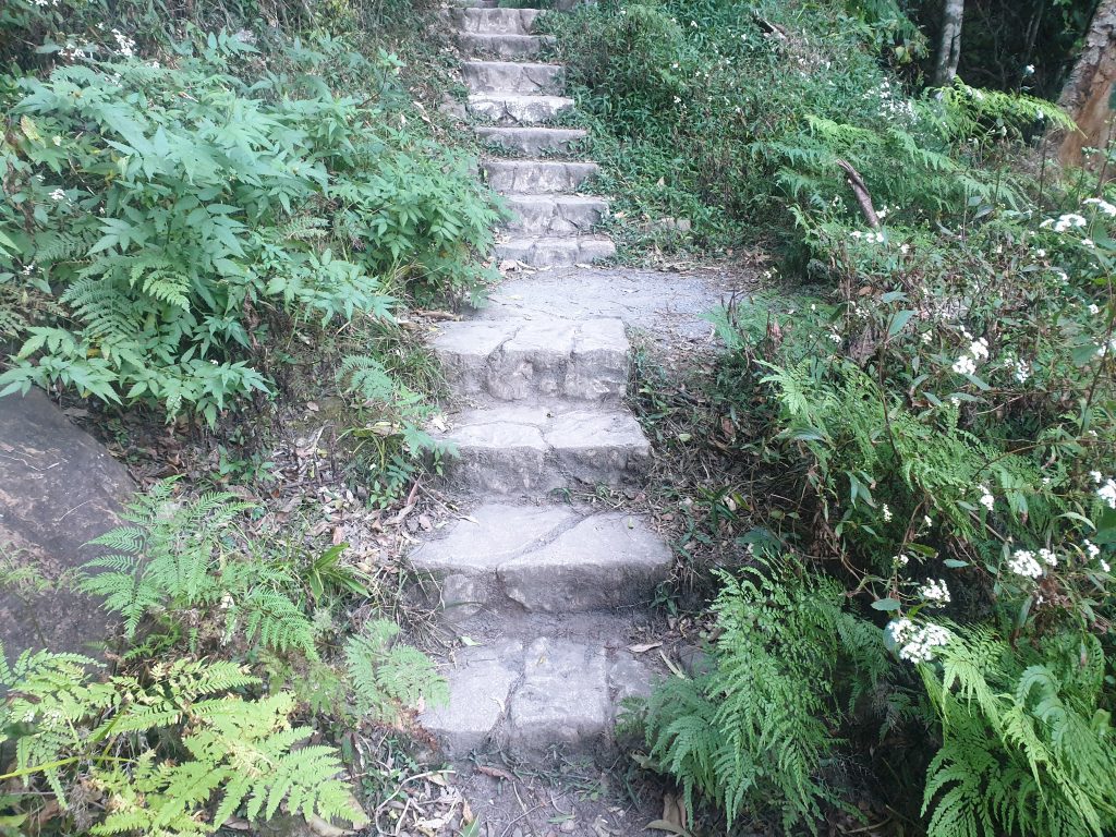 concrete steps Lamington Lamington National Park - Concrete staircase